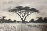 “Acacia in Monochrome” by Bettina Roedling