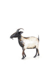Goat Kid of Upcycled Metal